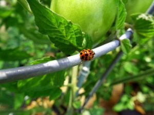 Como Deshacerse De Las Mariquitas