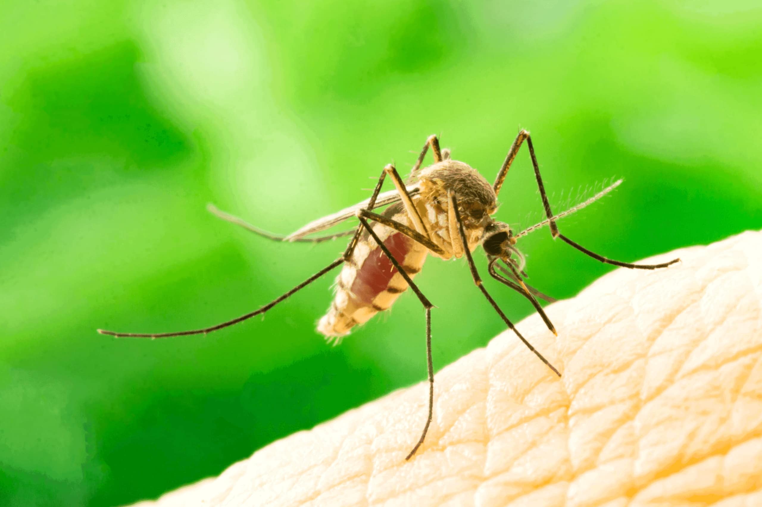 Como Deshacerse De Los Mosquitos Scaled