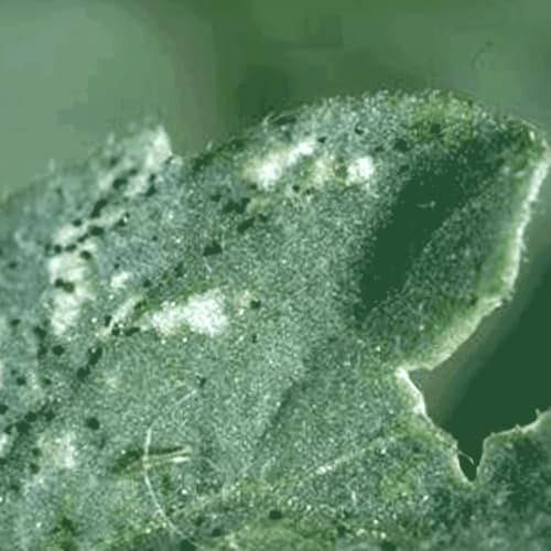 Como Deshacerse De Los Trips