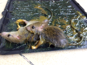Como Deshacerse De Ratas Y Ratones Sin Danar A Las Mascotas