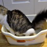 Como Deshacerse Del Olor A Gato De Forma Natural