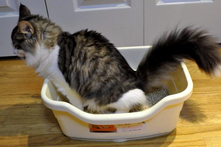 Como Deshacerse Del Olor A Gato De Forma Natural