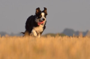 Como Detener Los Problemas De Comportamiento Del Perro