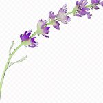 Como Dibujar Flores De Lavanda