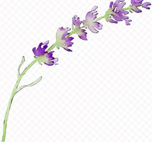 Como Dibujar Flores De Lavanda
