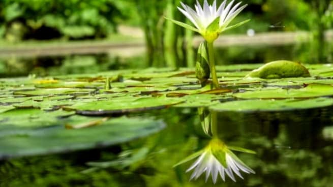 Como Disenar Un Estanque De Jardin