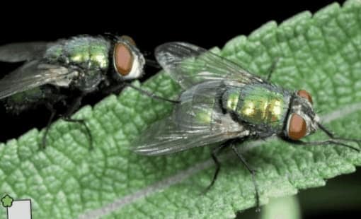 Como Disfrutar De La Jardineria Sin Picaduras De Insectos