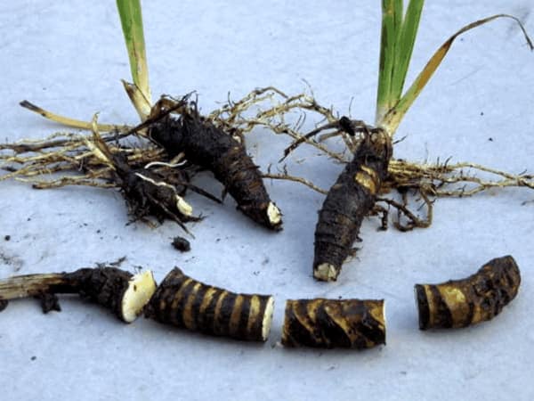 Como Dividir Plantas Perennes