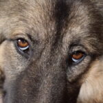 Como Elegir Nombres De Cachorros