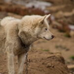 Como Elegir Nombres De Perros Alemanes