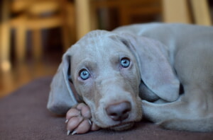 Como Elegir Nombres De Perros