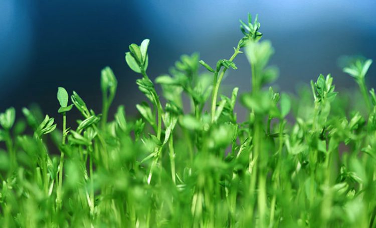 Cómo elegir un abono verde