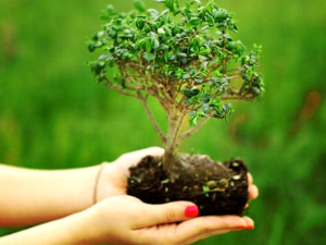 Como Elegir Un Arbol Para Bonsai