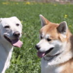 Como Elegir Un Perro Para Una Familia