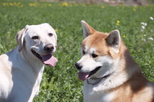 Como Elegir Un Perro Para Una Familia