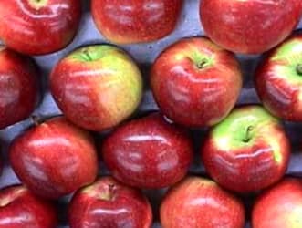 Como Elegir Y Plantar Manzanos