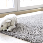 Como Eliminar El Olor A Orina De Perro De Las Alfombras Con Un Limpiador A Vapor 1
