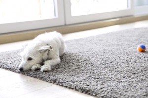 Como Eliminar El Olor A Orina De Perro De Las Alfombras Con Un Limpiador A Vapor 1