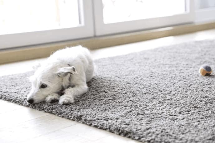 Como Eliminar El Olor A Orina De Perro De Las Alfombras Con Un Limpiador A Vapor 1