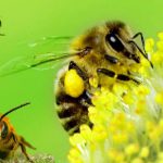 Como Eliminar Las Abejas