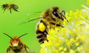 Como Eliminar Las Abejas