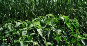 Como Eliminar Las Malezas Sin Pesticidas 2