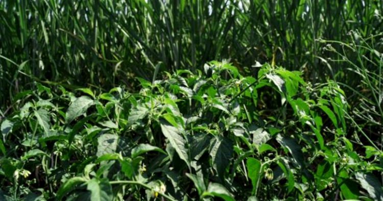Como Eliminar Las Malezas Sin Pesticidas 2