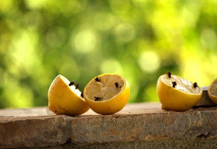 Como Eliminar Las Moscas De La Fruta