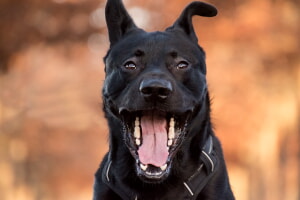 Como Encontrar Servicios De Entrenamiento De Perros