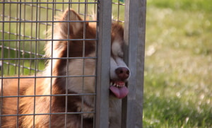 Como Encontrar Un Perro Perdido