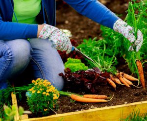 como entender los productos de jardineria organicos