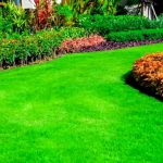 Como Establecer Un Cesped De Festuca Verde Grueso Y Saludable