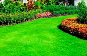 Como Establecer Un Cesped De Festuca Verde Grueso Y Saludable
