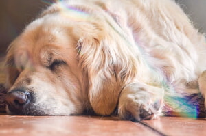 Como Evitar Las Fabricas De Cachorros