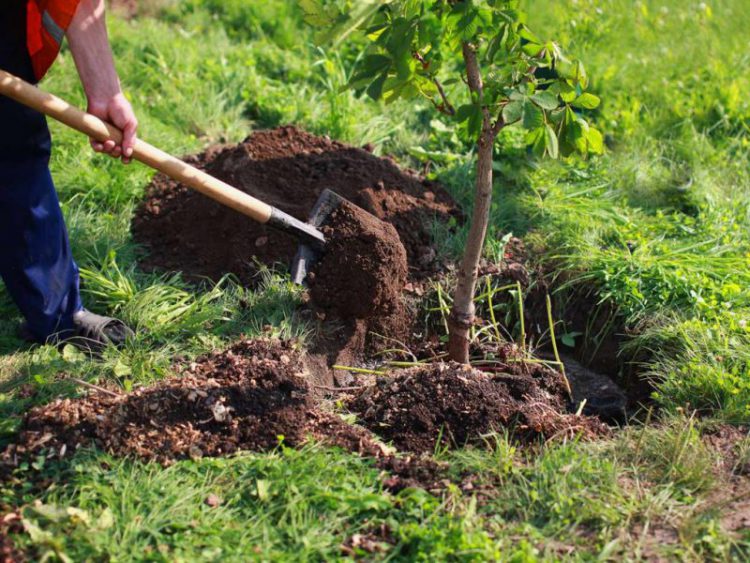Como Evitar Que Las Plantas De Jardin Se Congelen