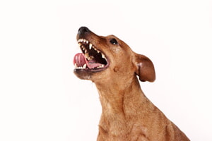 Como Evitar Que Un Perro Muerda