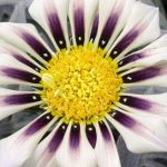 Como Hacer Arreglos Florales Con Margaritas Gerber