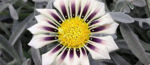 Como Hacer Arreglos Florales Con Margaritas Gerber