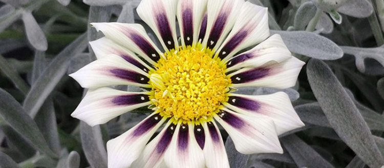 Como Hacer Arreglos Florales Con Margaritas Gerber