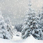 Bosque Nevado