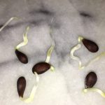 Como Hacer Que Las Semillas De Las Plantas Broten Mas Rapido