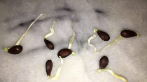 Como Hacer Que Las Semillas De Las Plantas Broten Mas Rapido