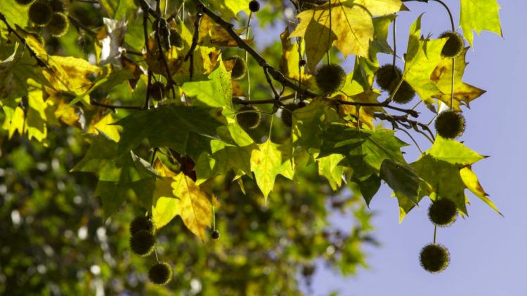 Como Hacer Que Los Arboles Crezcan Mas Rapido