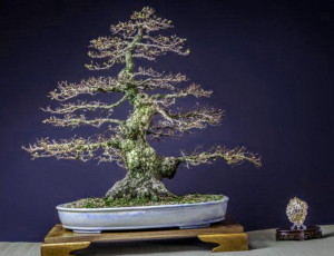 Como Hacer Tu Propio Bonsai