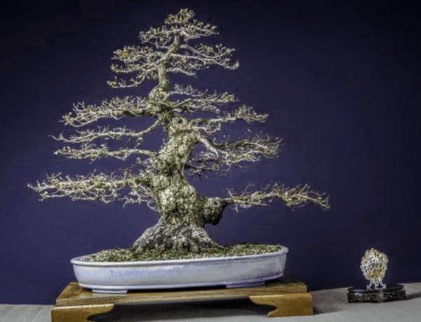 Como Hacer Tu Propio Bonsai