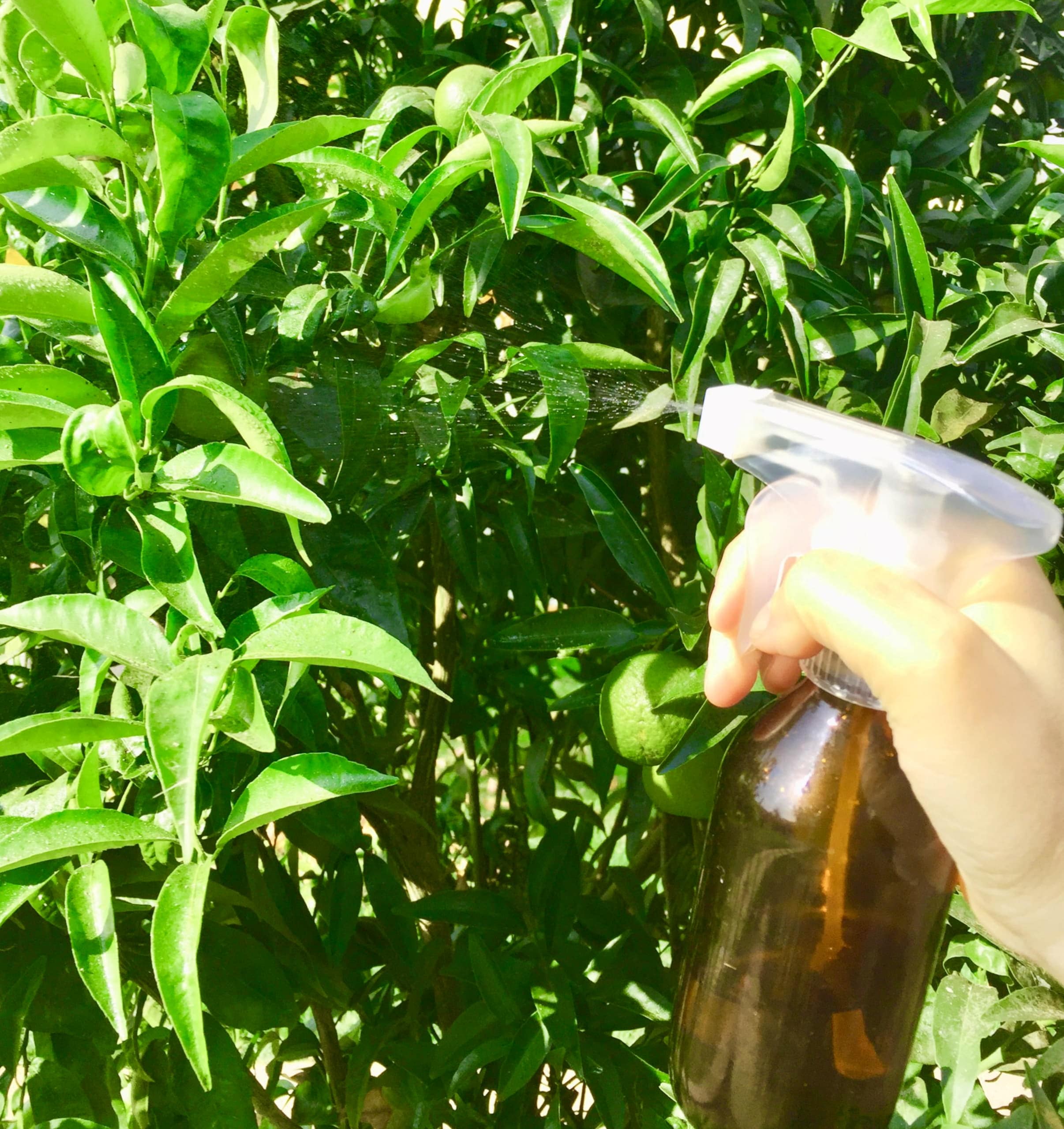 Como Hacer Tu Propio Spray De Jardin Organico Scaled