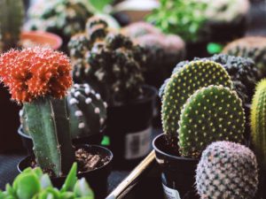 Como Hacer Un Jardin De Cactus