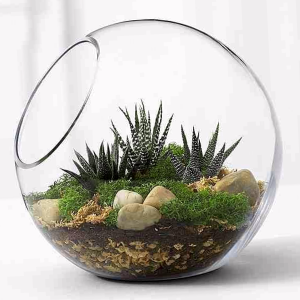 Como Hacer Un Terrario De Cactus