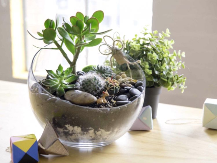 Como Hacer Un Terrario