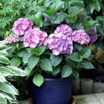 Como Hacer Una Hortensia Rosa